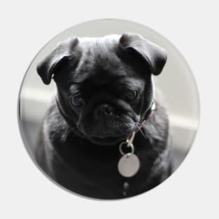 a little black pug Pin