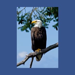 Majestic Bald Eagle T-Shirt