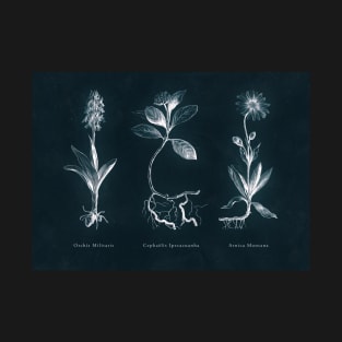 Cyanotype - Triptych 01 T-Shirt