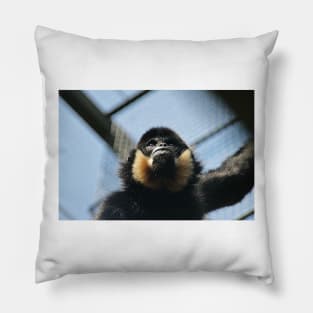 Buff Cheeked Gibbon Pillow