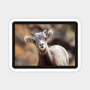 Bighorn Sheep Magnet