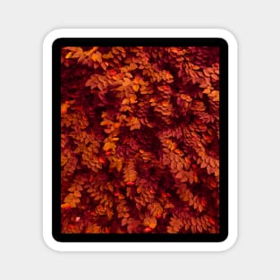 Autumn red and orange leaves - Abstract photography Magnet
