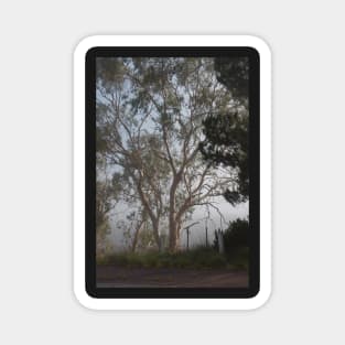 Gum tree in the mist Magnet