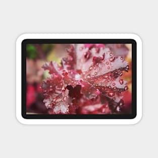 Ruby Red Heuchera Magnet