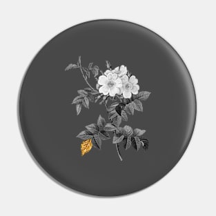 Black and Gold Leaf - Blooming White Rosebush - Vintage Botanical Pin