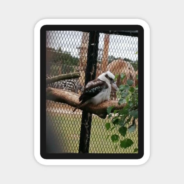 Kookaburra Magnet by DesignsBySaxton