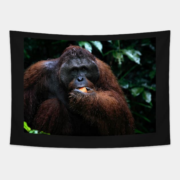 "George" Large male Orangutan, Borneo Tapestry by Carole-Anne