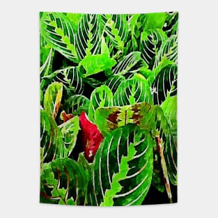 Indoor Plants - Maranta Leuconeura Tapestry