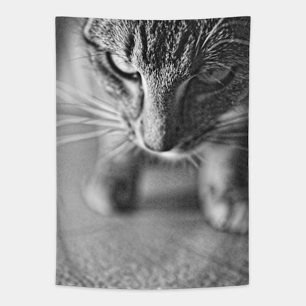 Time to pounce Tapestry by Lhollowaydesign