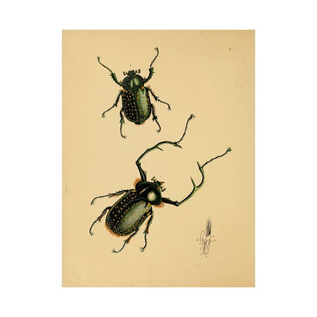 Euchirus Macleah: Stunning Insect Illustration by ptMaker