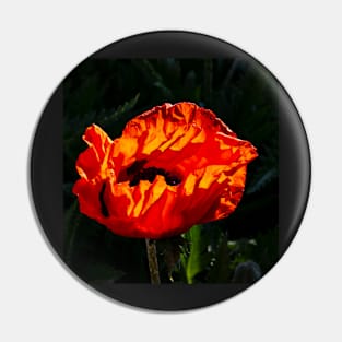 Red poppy blossom highlighted by the morning sunshine Pin