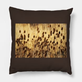 Golden Teasel Pillow