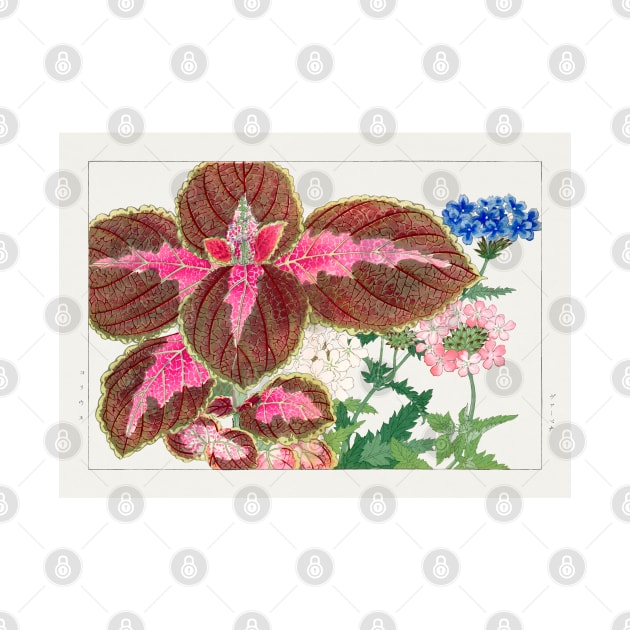 Vintage Coleus and Verbena Japanese Flower illustration by Danielleroyer