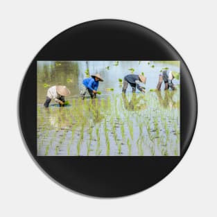 Paddy Field 1(2) Pin