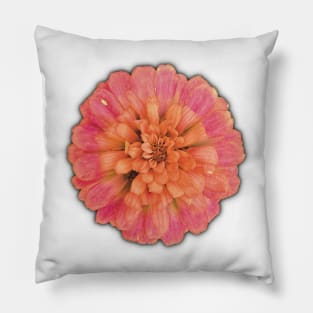 Pink and Peach Flower on the Edge of Decay - Photograph Art -  Digital Image Cut-out into a fun graphic perfect for stickers, notebooks, greeting cards, pillows and more Pillow