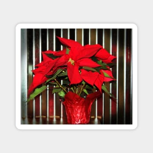 Christmas Red Poinsettia Magnet