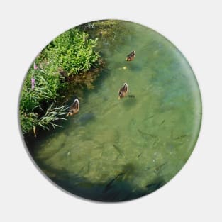 Ducks and Fish Swimming Together in a River Pin