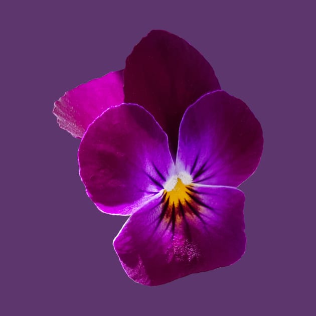 Purple Violet Flower by ellenhenryflorals