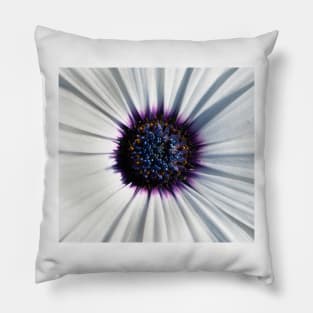 Closeup of white African daisy Pillow