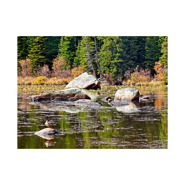 Red Rock Lake Fall Study 1 by bobmeyers