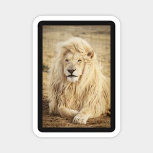 White wild Lion Magnet