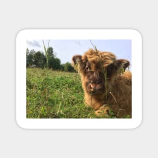 Scottish Highland Cattle Calf 1522 Magnet