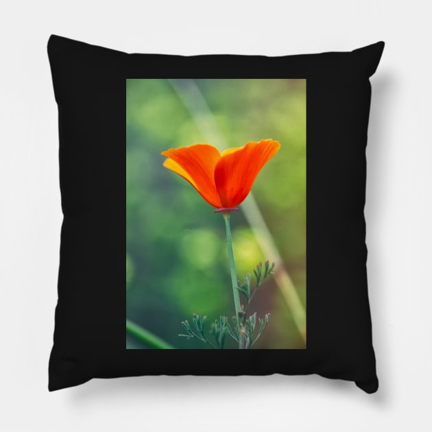 Poppy Pillow by jvnimages