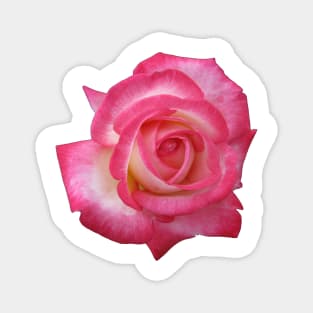 Pink rose Magnet