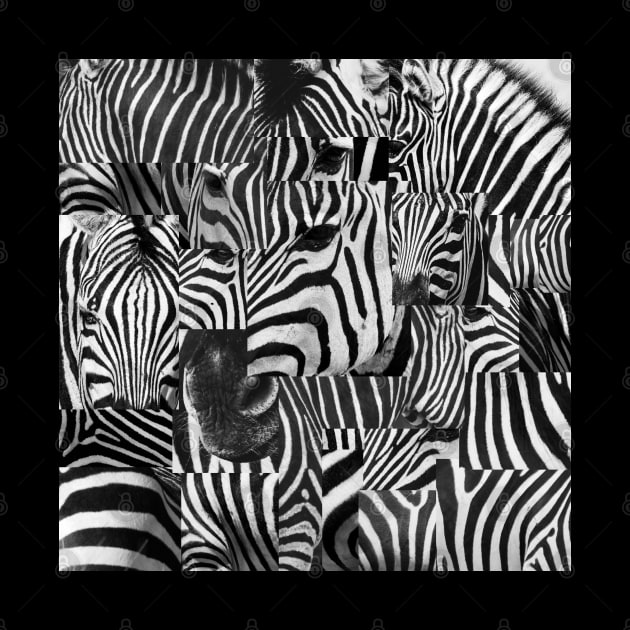 Zebra Freestyle by zemluke