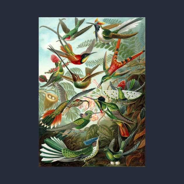 Hummingbirds Trochilidae by Ernst Haeckel by MasterpieceCafe