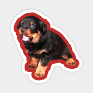 Cute Rottweiler Puppy With Funny Expression Magnet