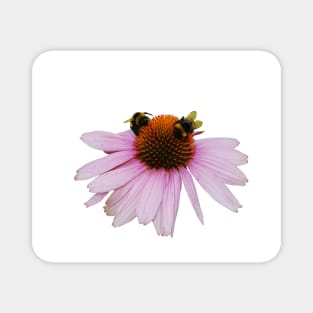 Echinacea Purpurea on White Background Magnet