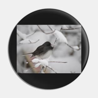 Dark eyed Junco Pin