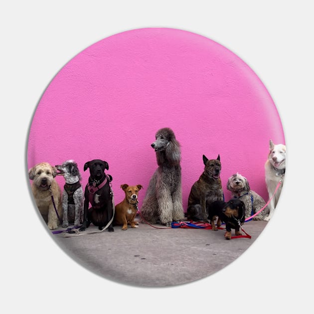 Funny photograph of dogs in a line in front of pink wall in Los Angeles Pin by keeplooping