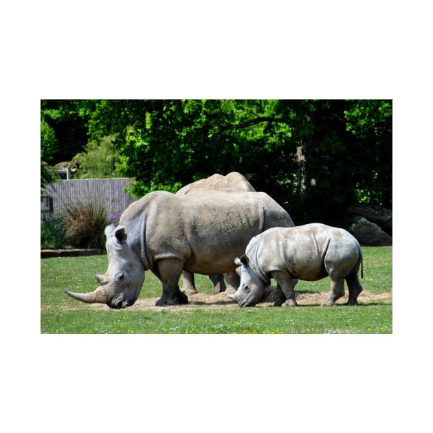 Southern White Rhino Rhinoceros by AndyEvansPhotos