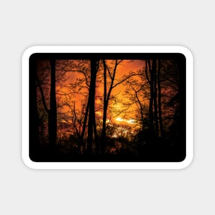 sunset in the woods Magnet