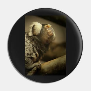 Common Marmoset Pin