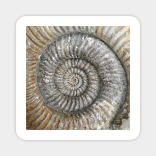 Ammonite Magnet