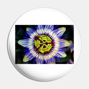 Passion Flower Summer Flowering Plant Pin