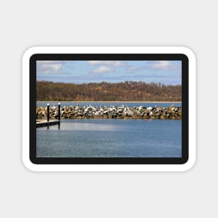 Pelicans on the rock breakwater Magnet