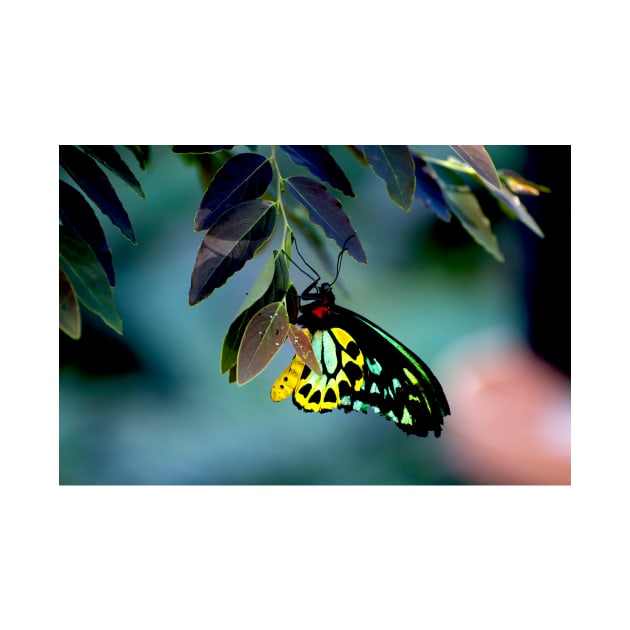 Cairns Birdwing With Eggs by GP1746