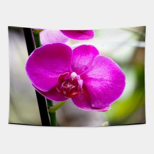 Orchid Tapestry