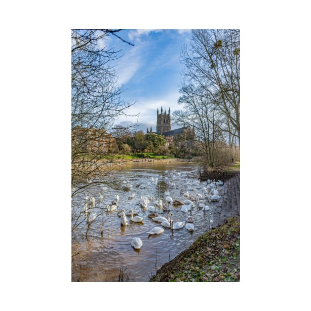 Swans and Cathedral, Worcester by adam-bullock