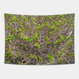 Outdoorsman, Spring Time Buds, Nature Photography Tapestry