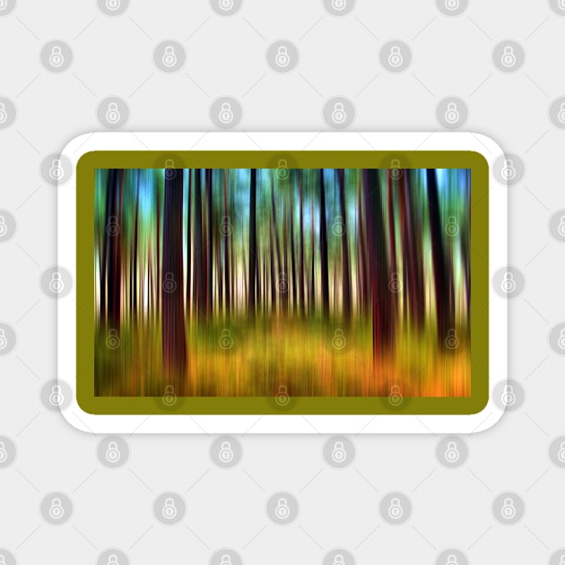 Through the Pines 12a Magnet by dhphotography