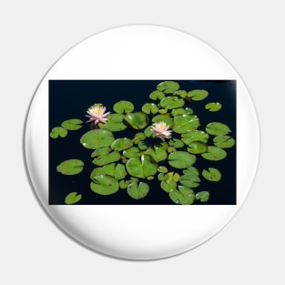 Lily Pads At The Denver Botanic Gardens Pin