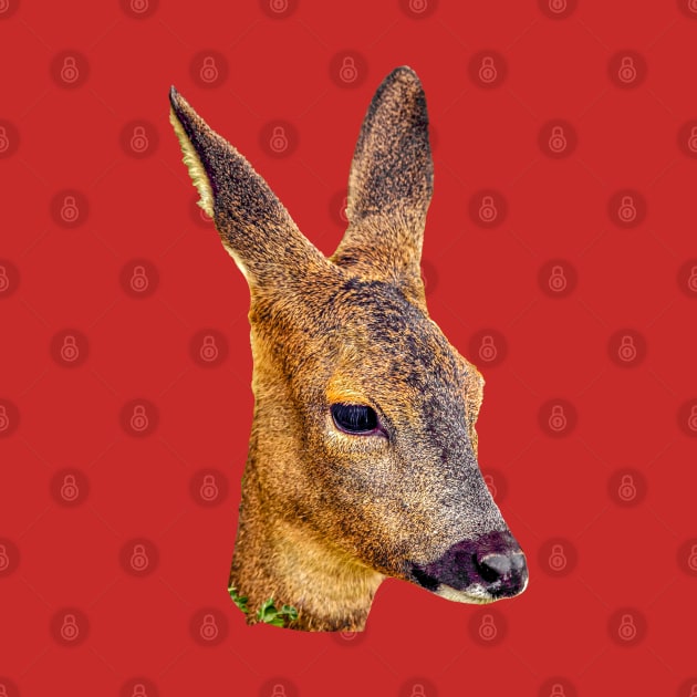 Roe deer head by dalyndigaital2@gmail.com