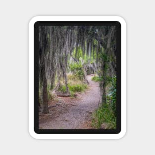 Hiking Trail in Santa Ana NWR Magnet