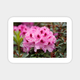 Purple rhododendron flower Magnet