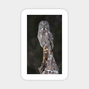 The Phantom - Great Grey Owl Magnet